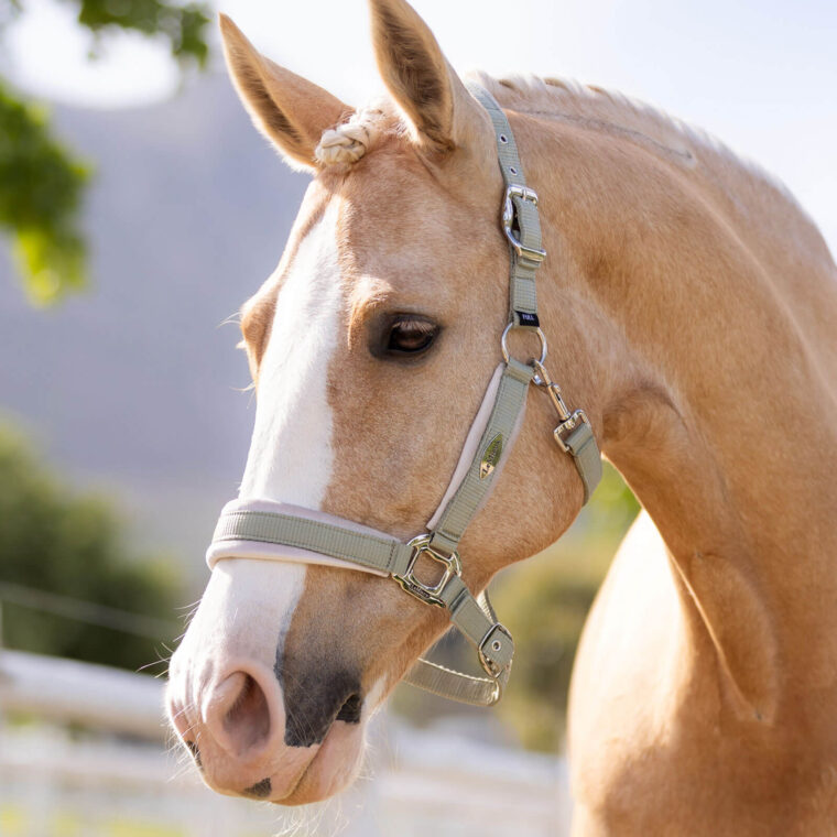 Καπίστρι LeMieux Versailles