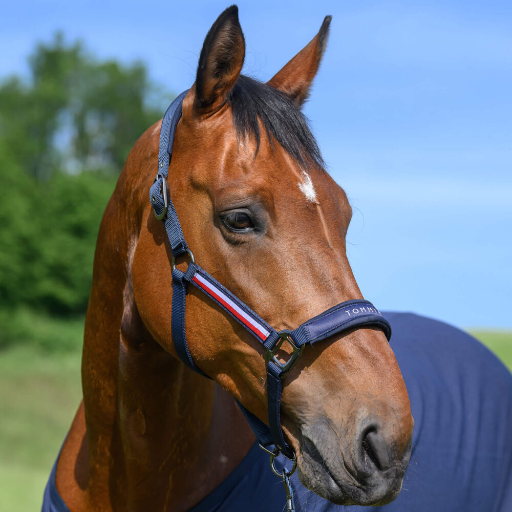 TOMMY HILFIGER Lincoln Headcollar