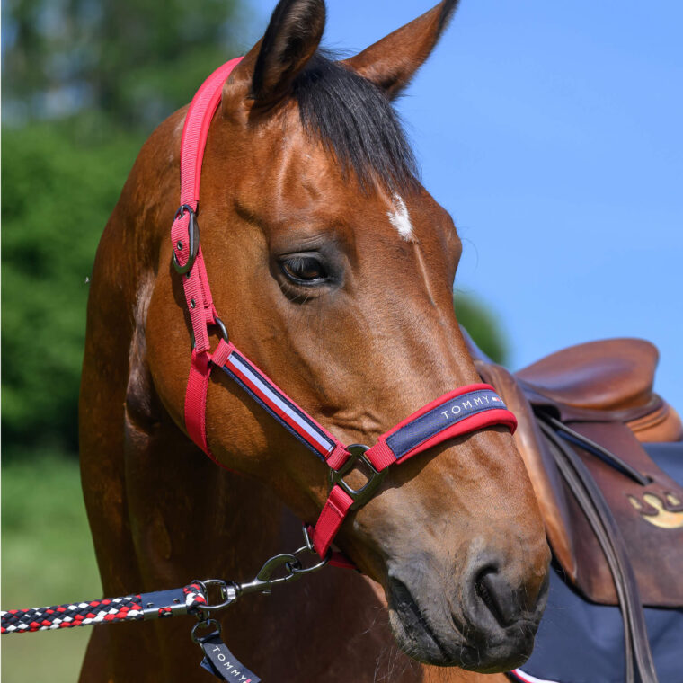 TOMMY HILFIGER Lincoln Headcollar