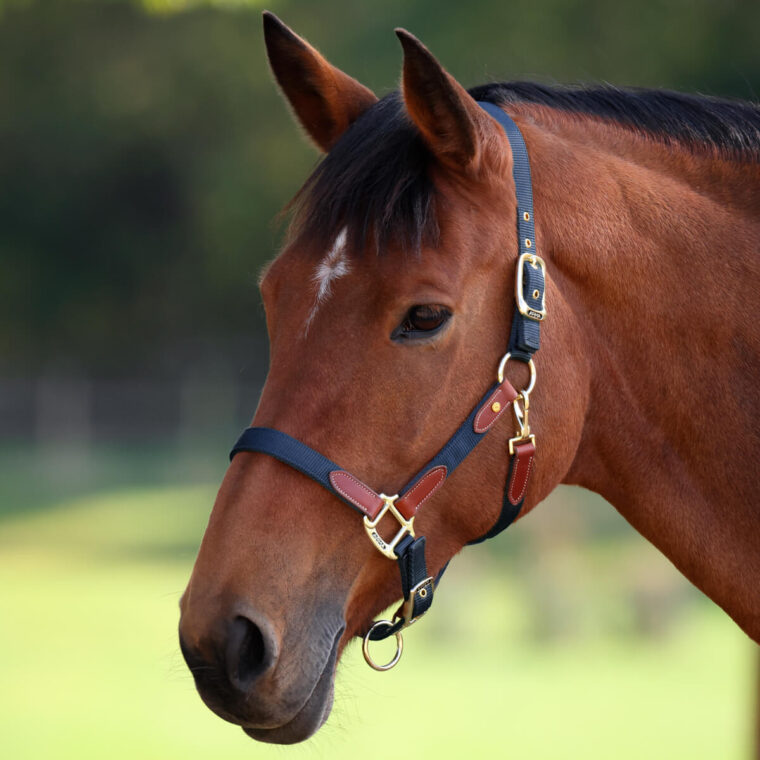 ARMA Porto Headcollar