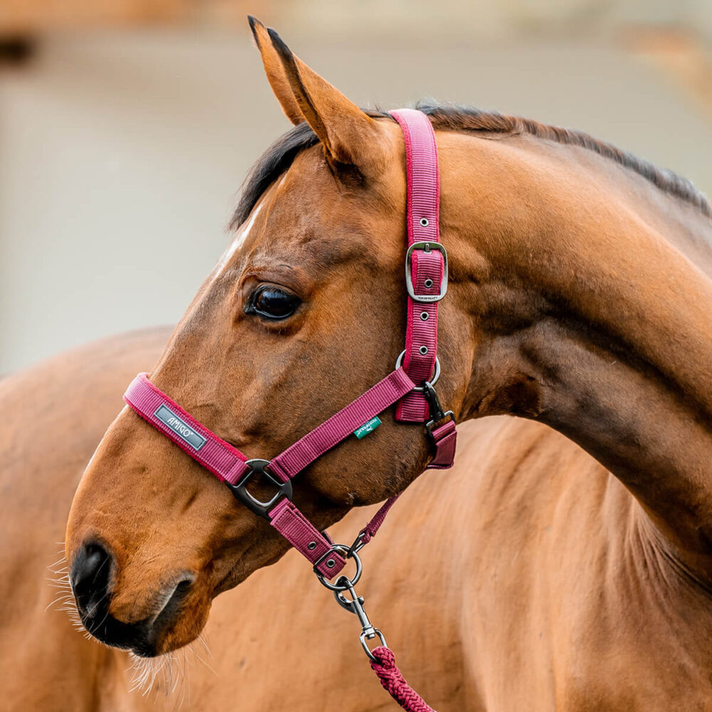 HORSEWARE Amigo® Καπίστρι + Οδηγός