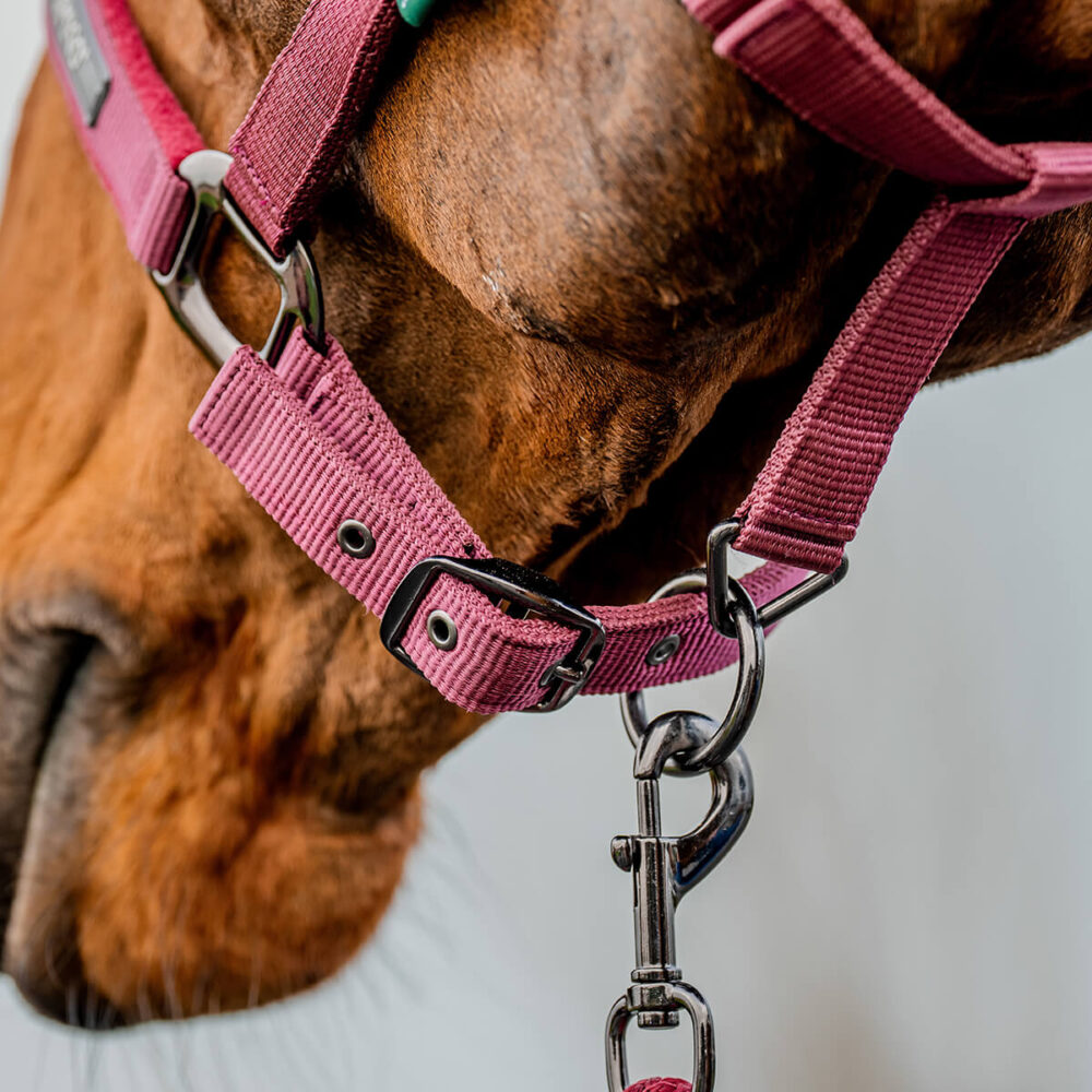 HORSEWARE Amigo® Καπίστρι + Οδηγός