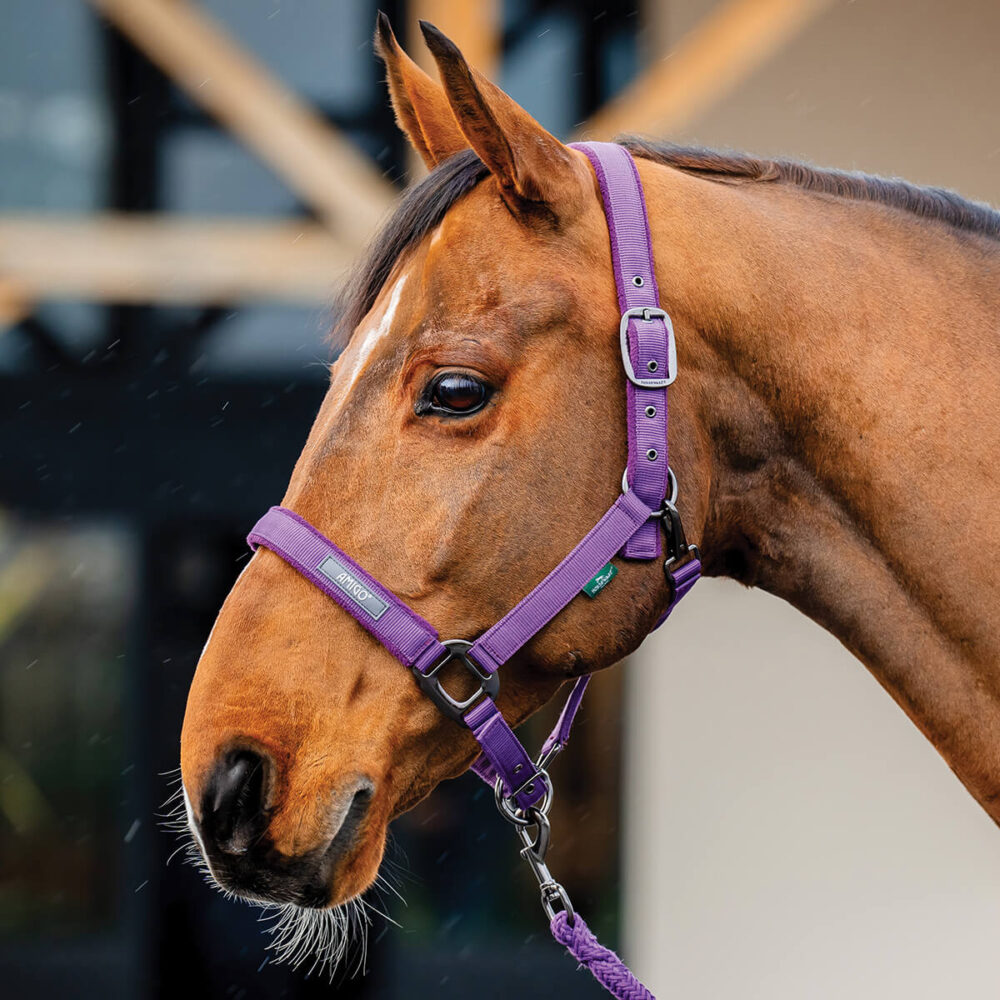 HORSEWARE Amigo® Καπίστρι + Οδηγός