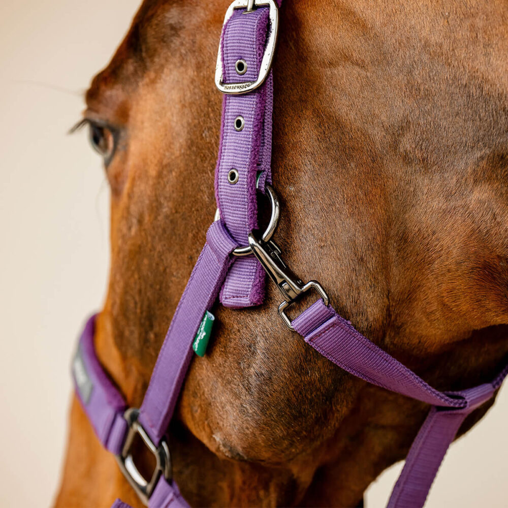 HORSEWARE Amigo® Καπίστρι + Οδηγός