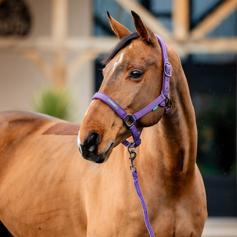 HORSEWARE Amigo® Καπίστρι + Οδηγός