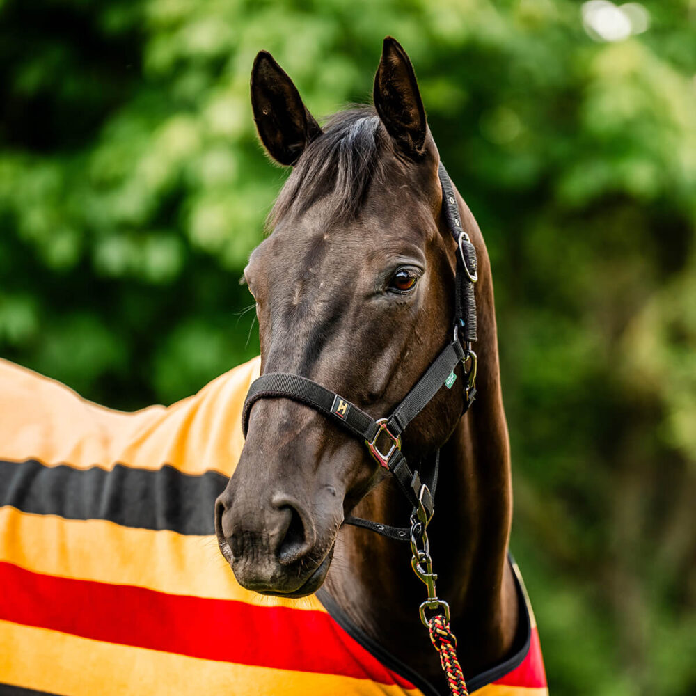 HORSEWARE Newmarket Καπίστρι + Οδηγός