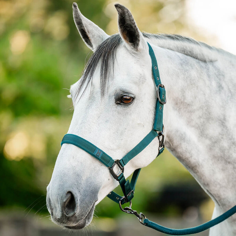 HORSEWARE Newmarket Καπίστρι + Οδηγός