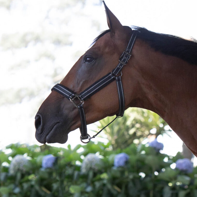 KINGSLAND Mona Set Καπίστρι + Οδηγός 2m