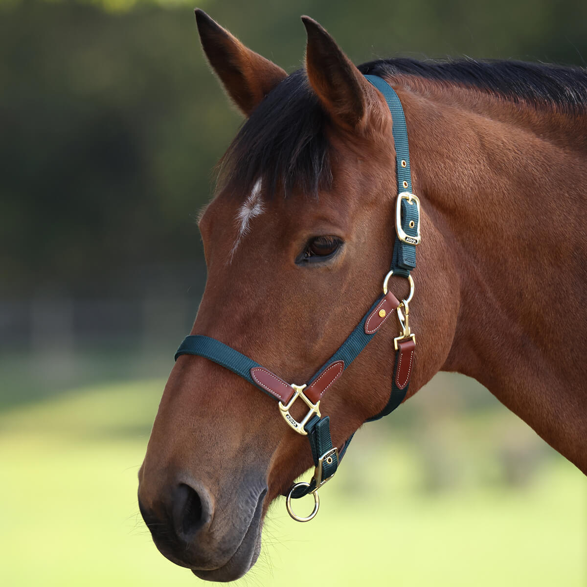 ARMA Porto Headcollar ARMA Porto Headcollar