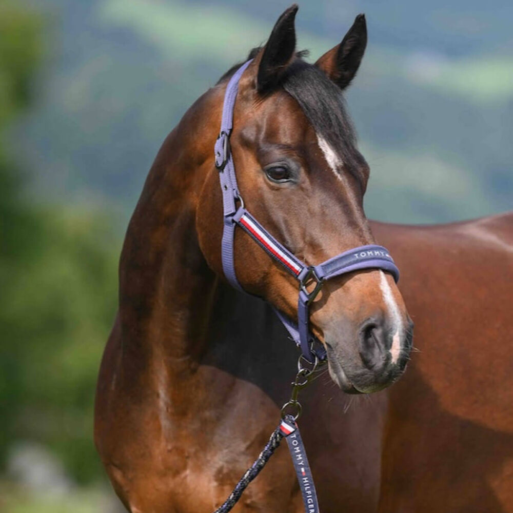 TOMMY HILFIGER Yale Καπίστρι με Οδηγό