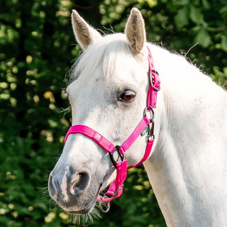 HORSEWARE Newmarket® Καπίστρι + Οδηγός